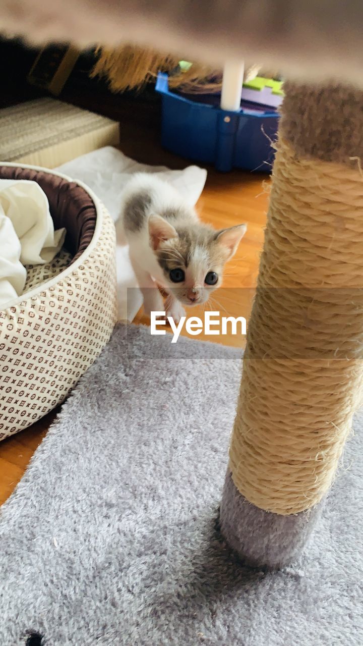 HIGH ANGLE VIEW OF CAT RELAXING ON BED