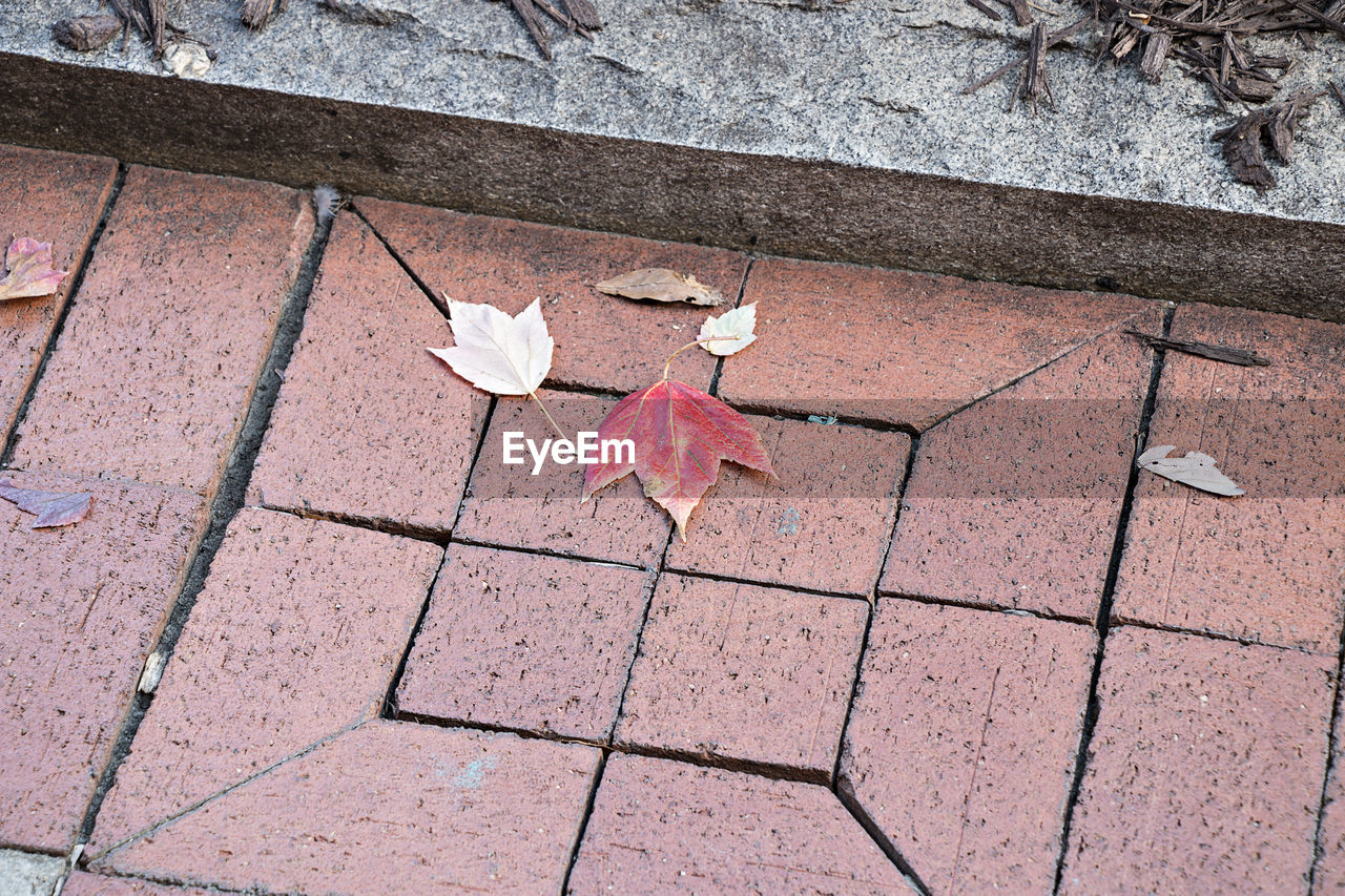 High angle view of maple leaf on sidewalk