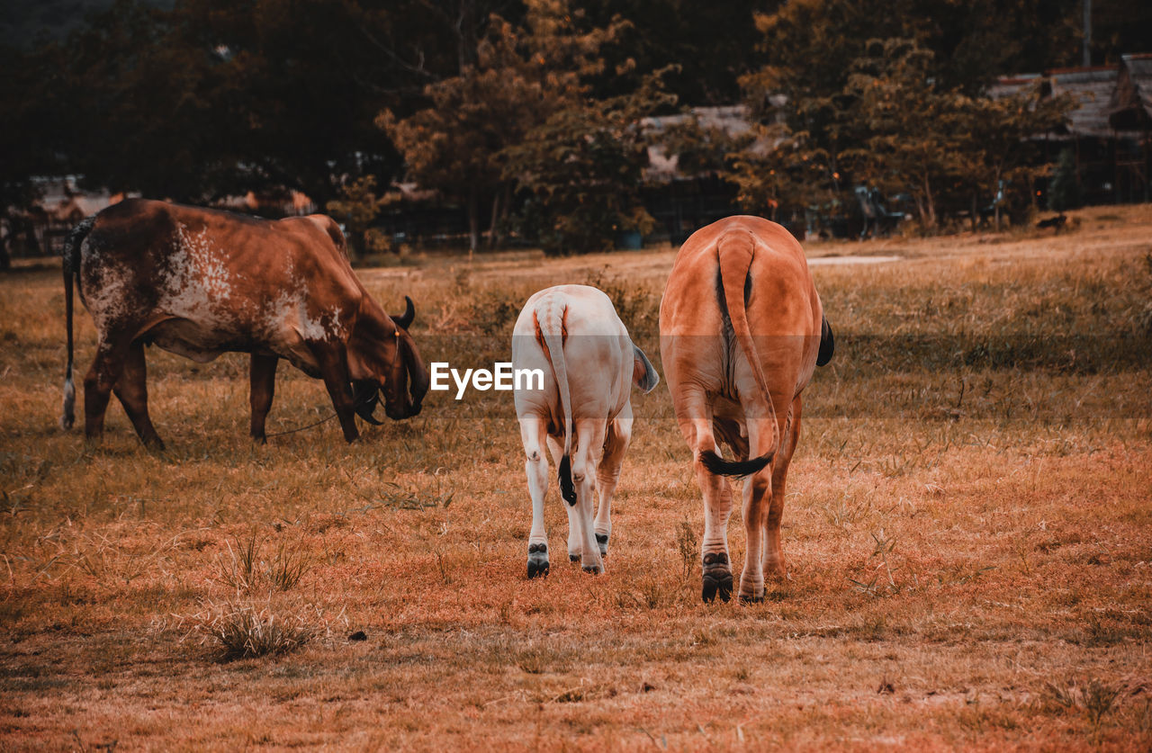 HORSE GRAZING IN FIELD