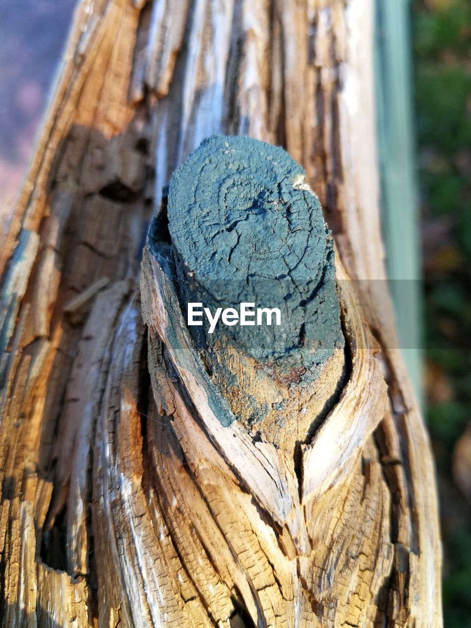 CLOSE-UP OF BIRD PERCHING ON WOODEN TREE STUMP