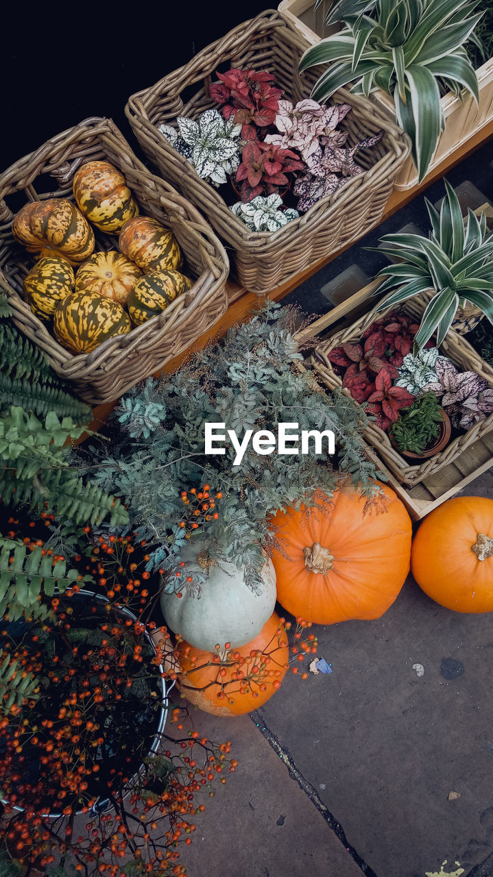 High angle view of pumpkin and potted plants for sale in market