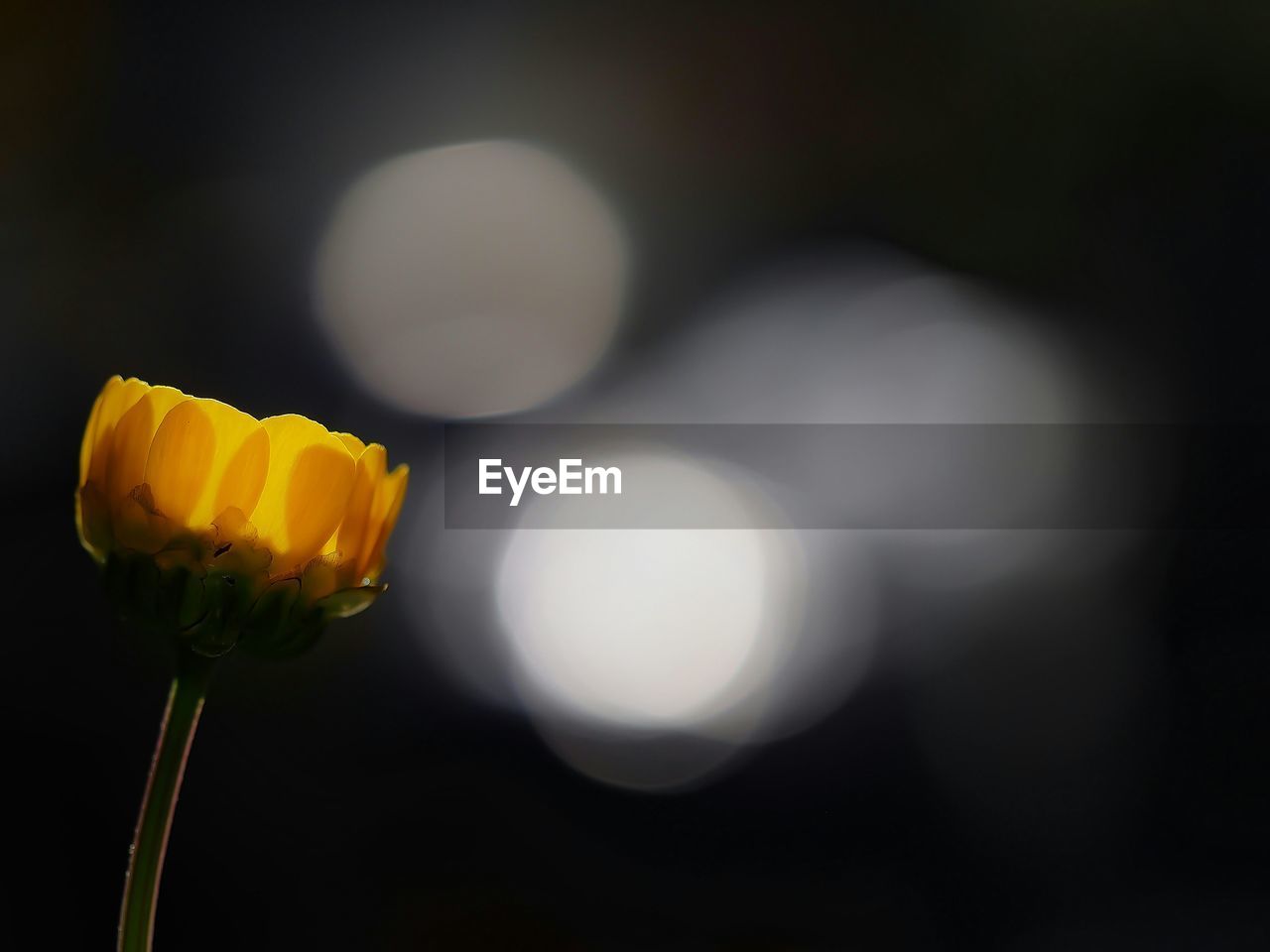 Close-up of yellow flower against defocused lights at night