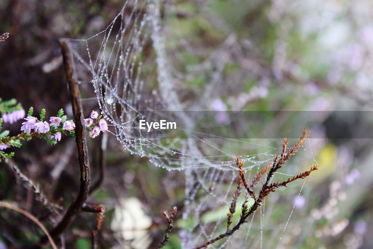 SPIDER ON WEB AGAINST BLURRED BACKGROUND