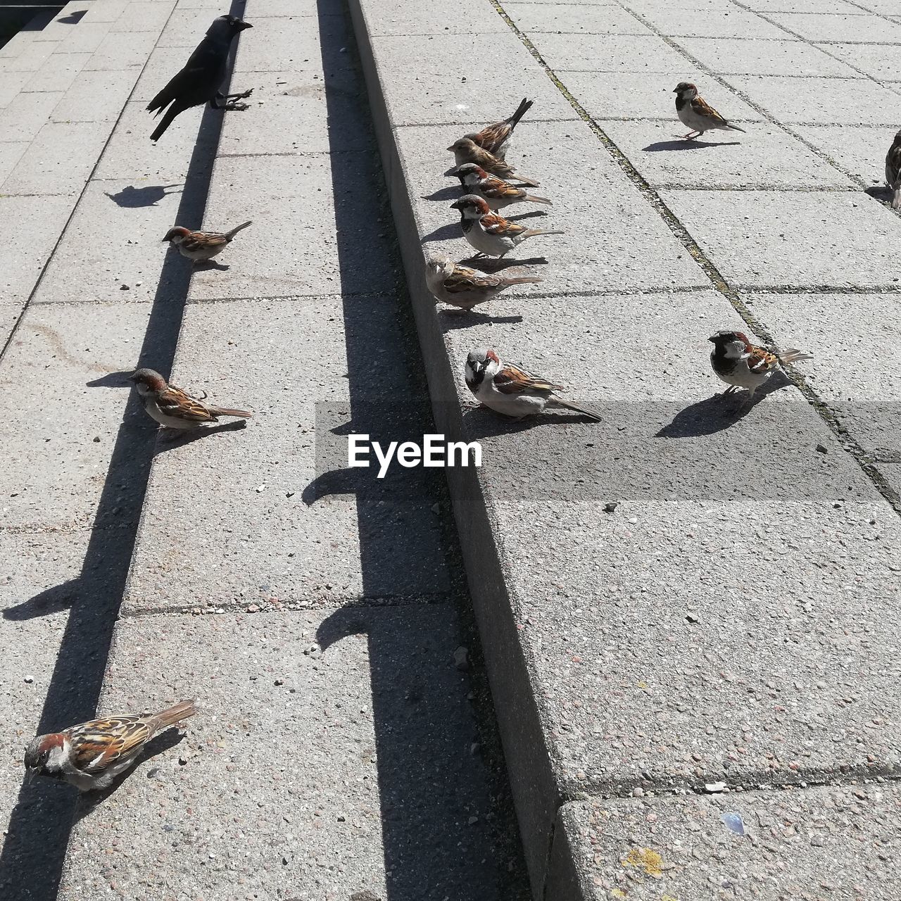 HIGH ANGLE VIEW OF PIGEONS PERCHING ON A FOOTPATH