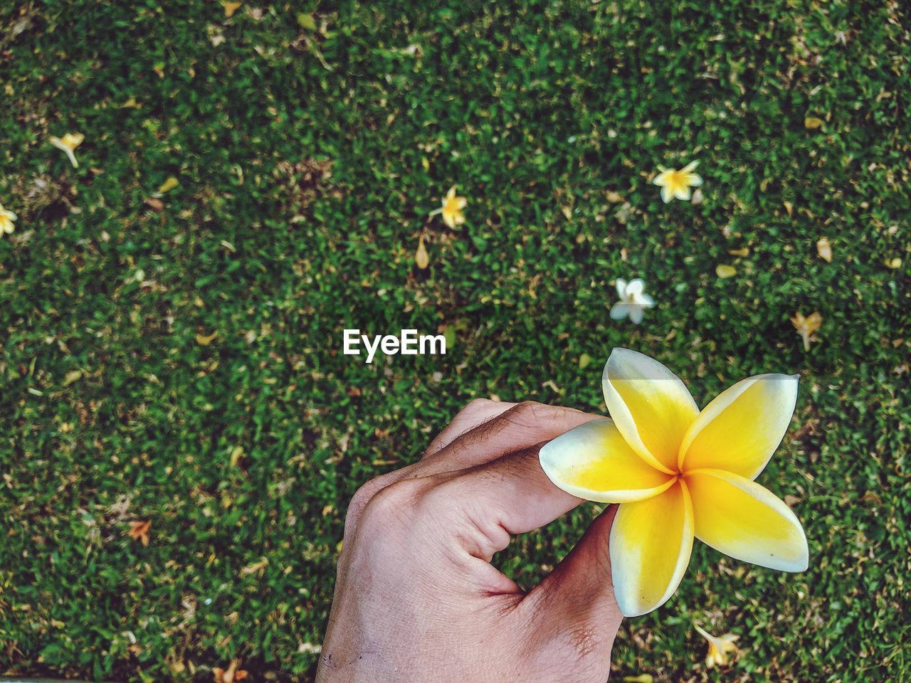 CLOSE-UP OF HAND HOLDING YELLOW ROSE