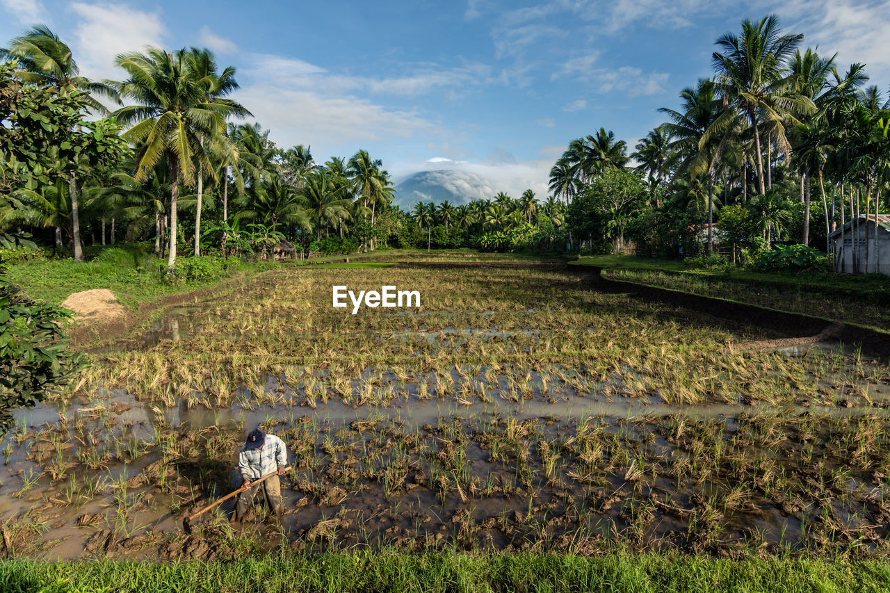 Scenic view of rice field against sky