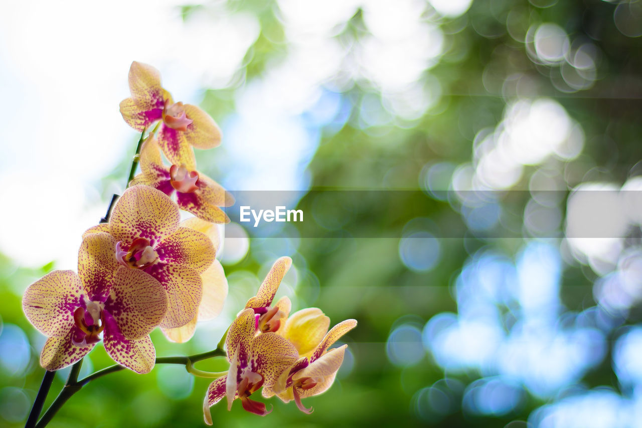 Low angle view of flowers growing in park