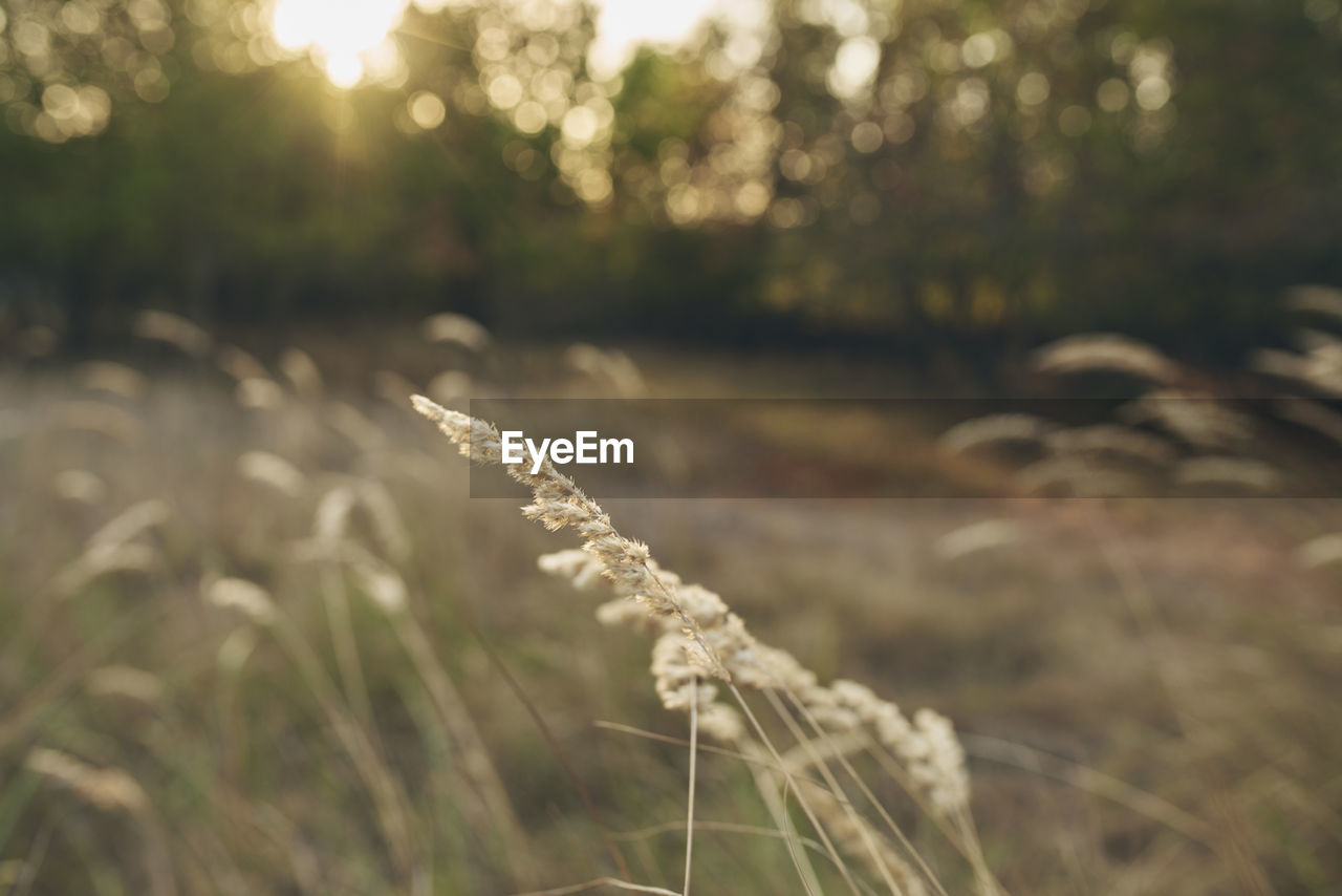 close-up of wheat field