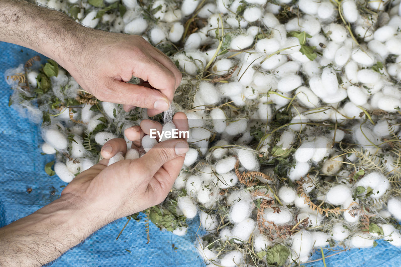 Man's hand removeing extra fibers from white silkworm cocoon shells, source of silk thread