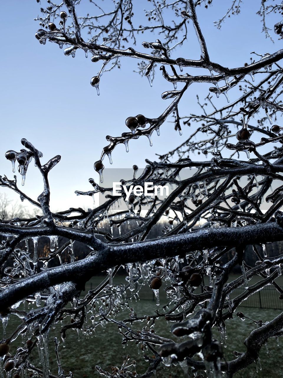 LOW ANGLE VIEW OF BARE TREES AGAINST SKY