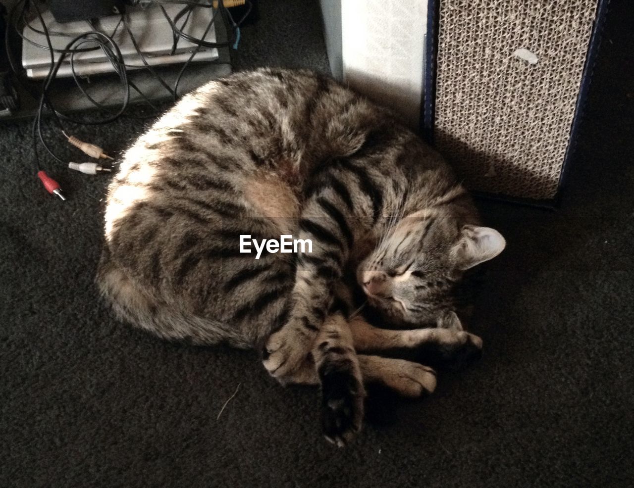 HIGH ANGLE VIEW OF CAT SLEEPING ON CARPET