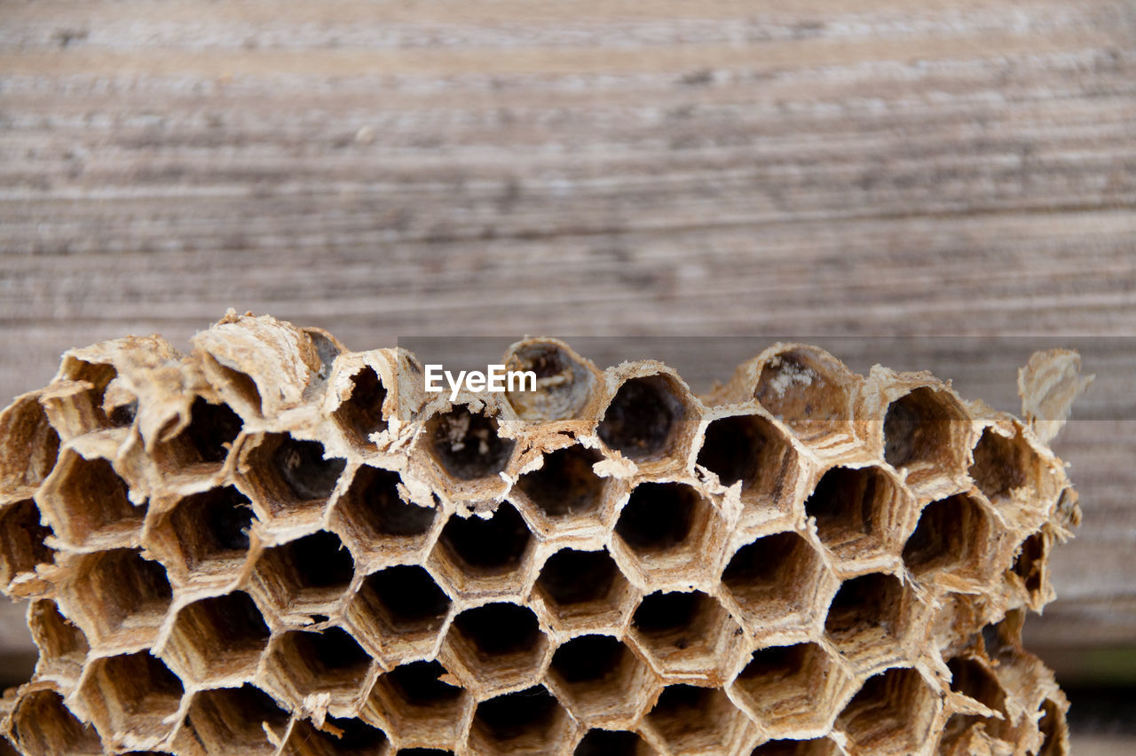 Close-up of honeycomb by wooden wall