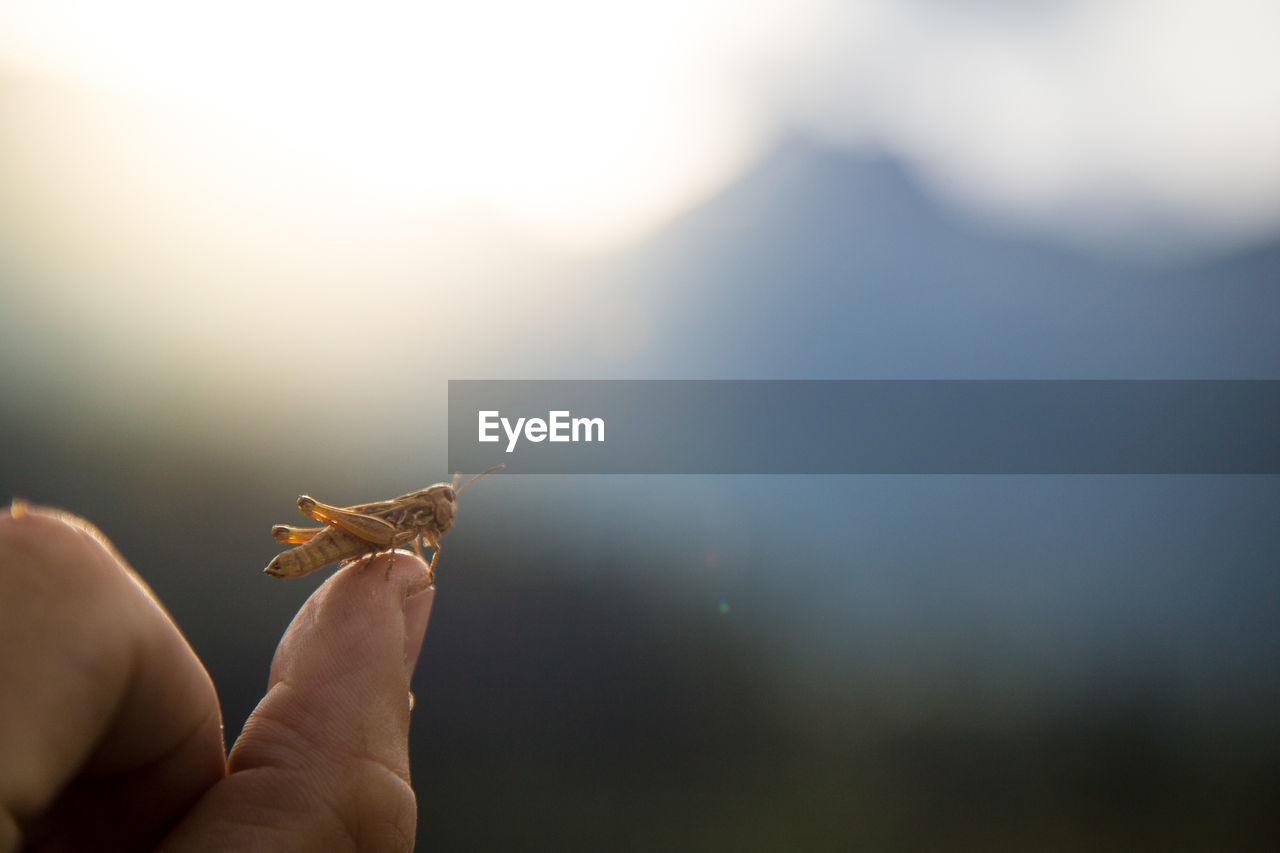 Close-up of insect on thumb