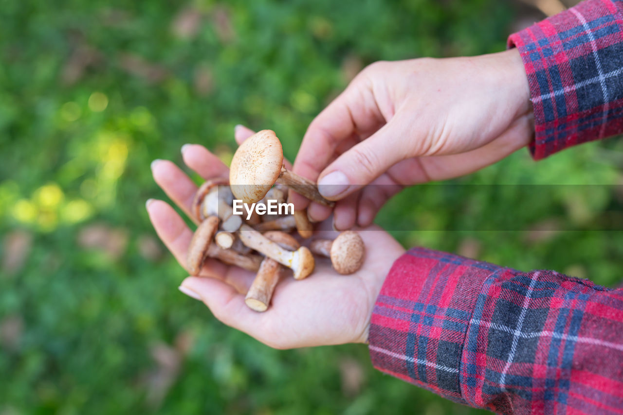 A girl in a checkered shirt holds boletus mushrooms in her hands.