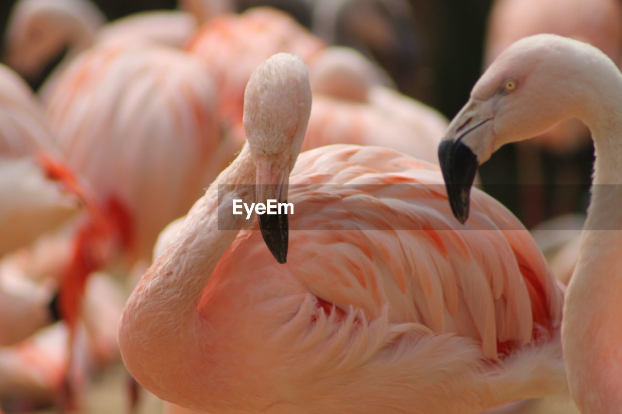 Close-up of flamingo