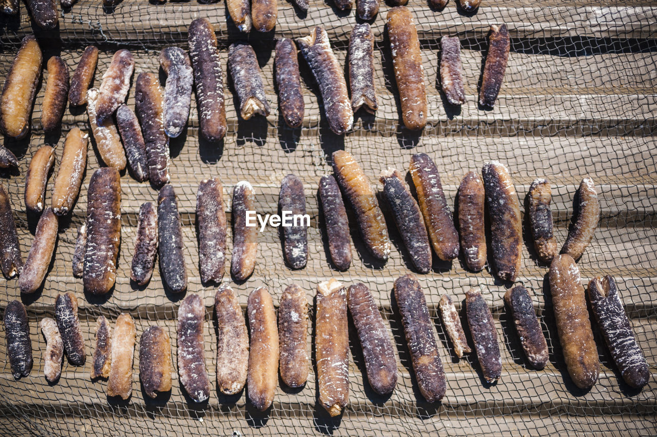 High angle view of dead sea cucumbers on netting