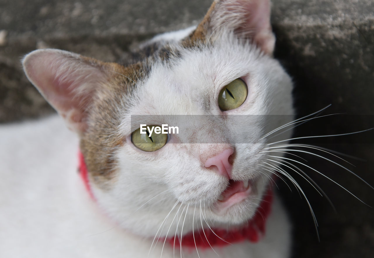 CLOSE-UP OF CAT LOOKING AT CAMERA