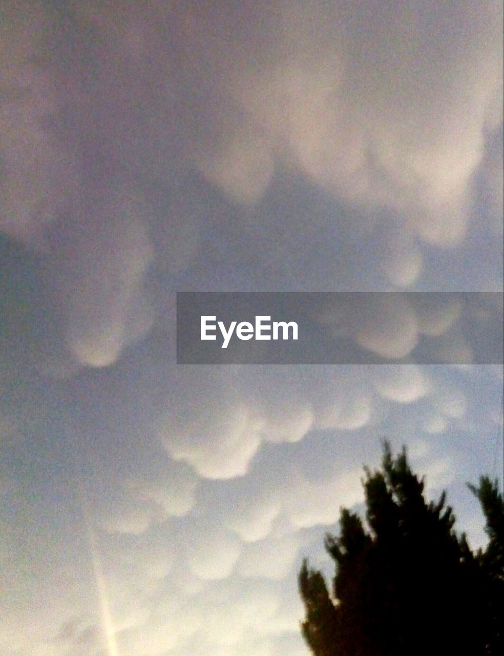 LOW ANGLE VIEW OF TREES AGAINST CLOUDY SKY