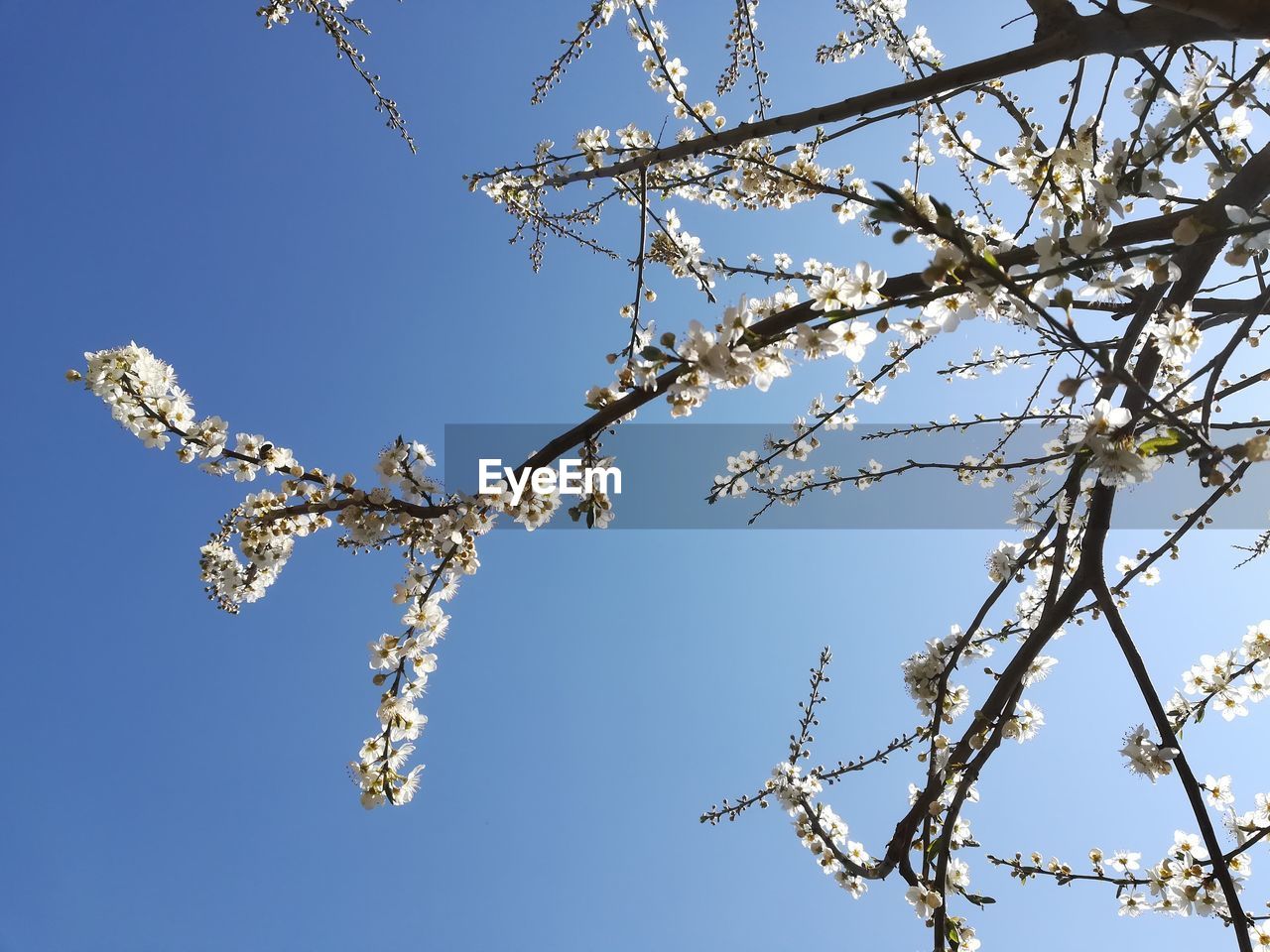 Low angle view of cherry blossom against clear blue sky