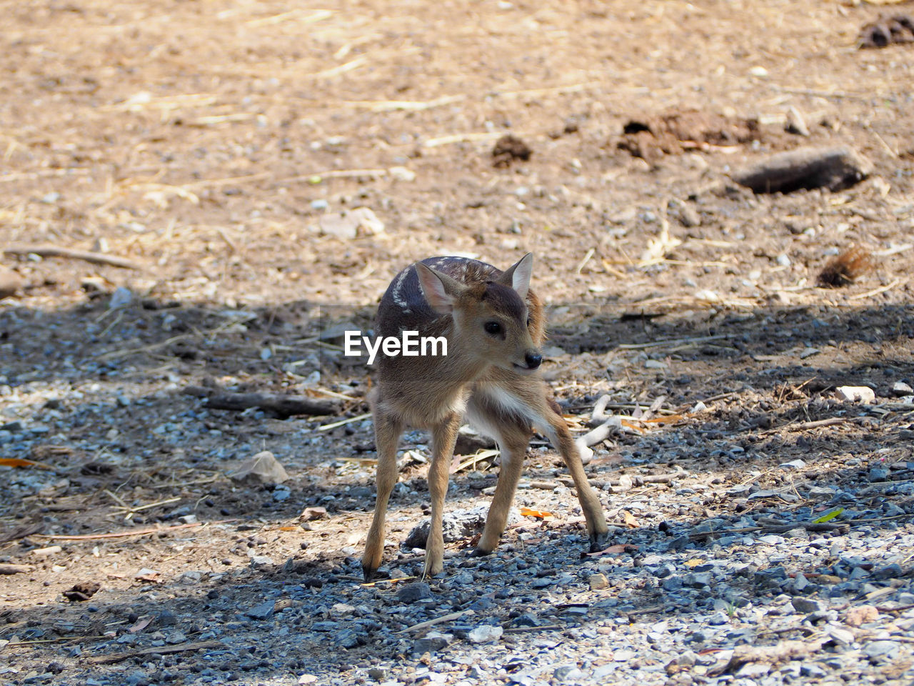 animal, animal themes, animal wildlife, wildlife, one animal, mammal, nature, no people, land, sunlight, day, full length, outdoors, young animal, standing, environment