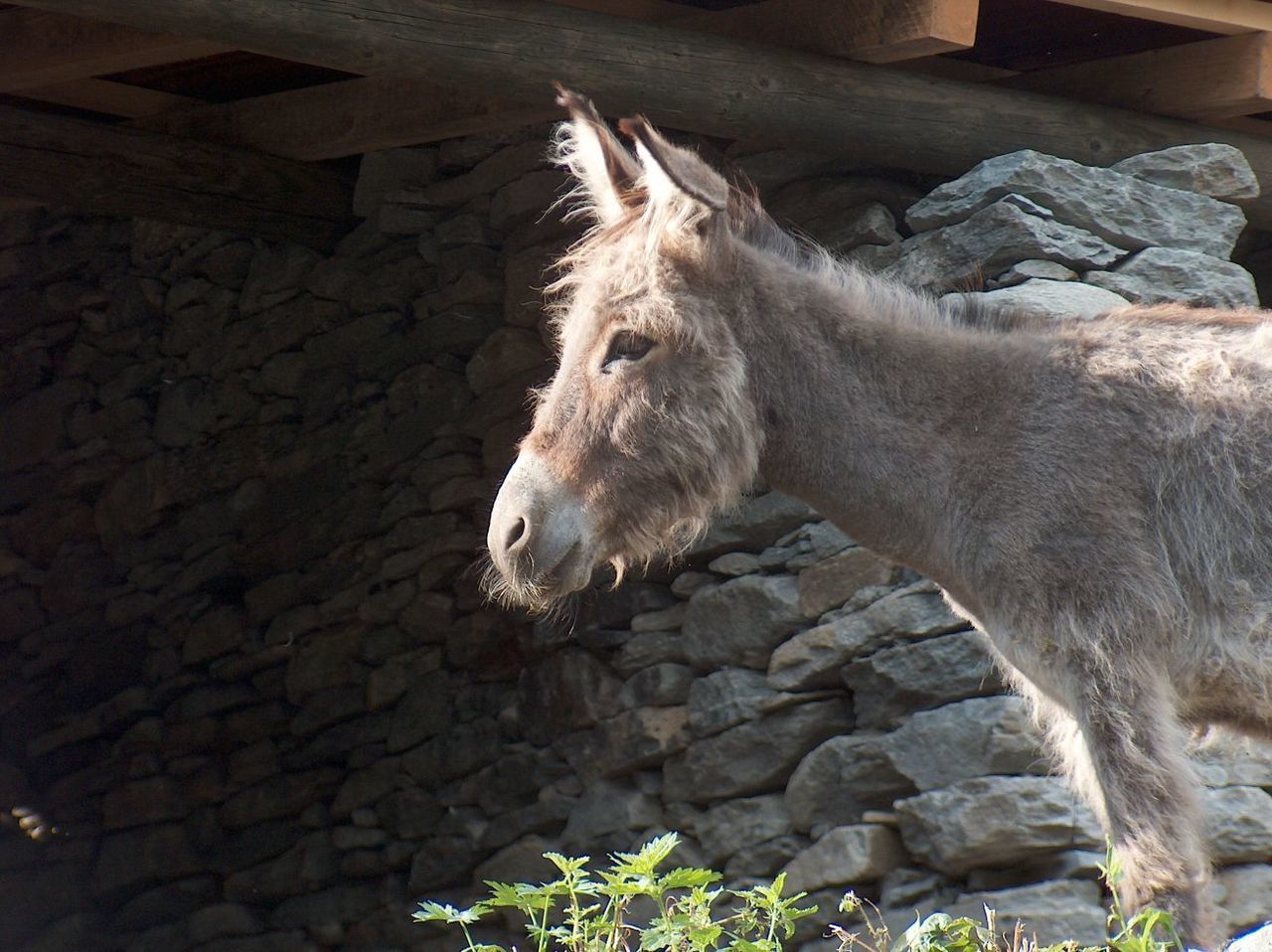 Side view of donkey against stone wall