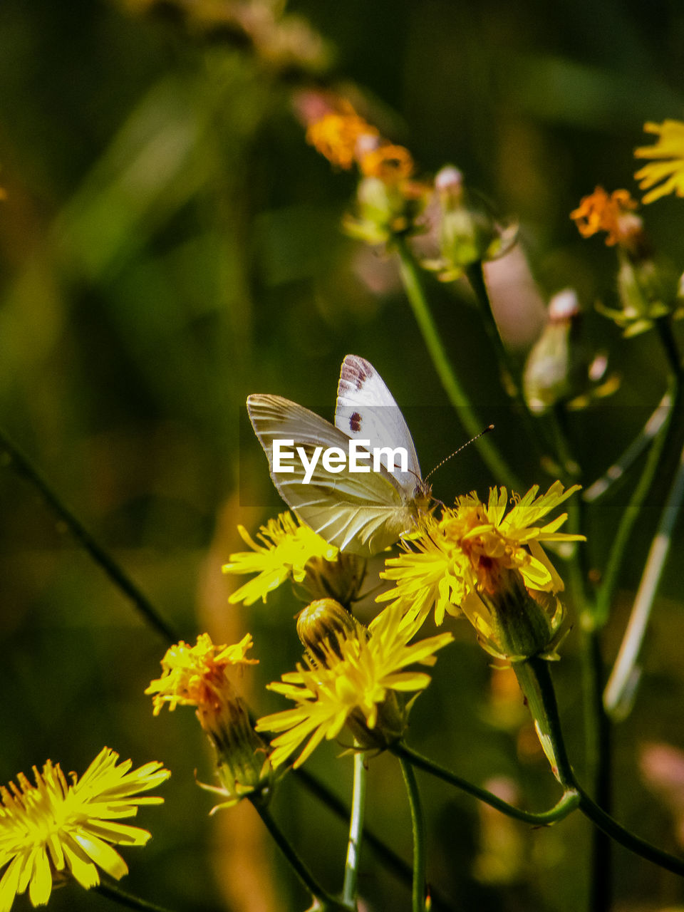 Close-up of butterfly pollinating on flower