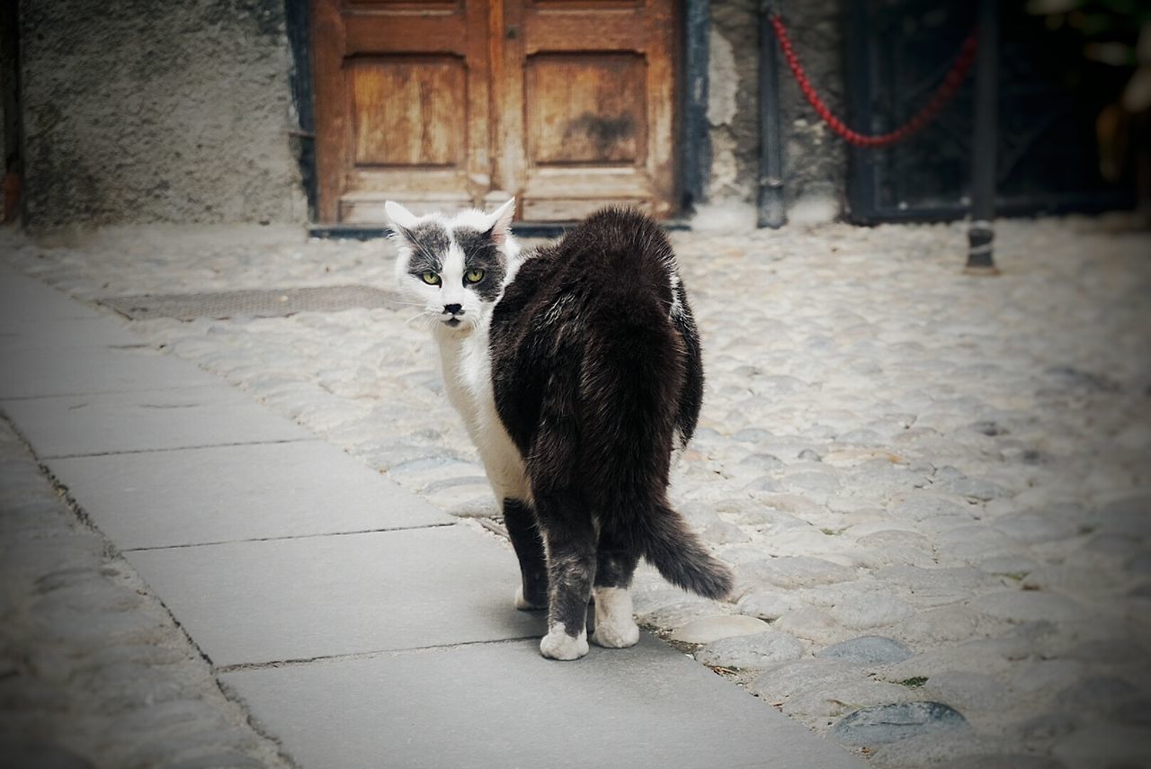 Portrait of cat standing on footpath