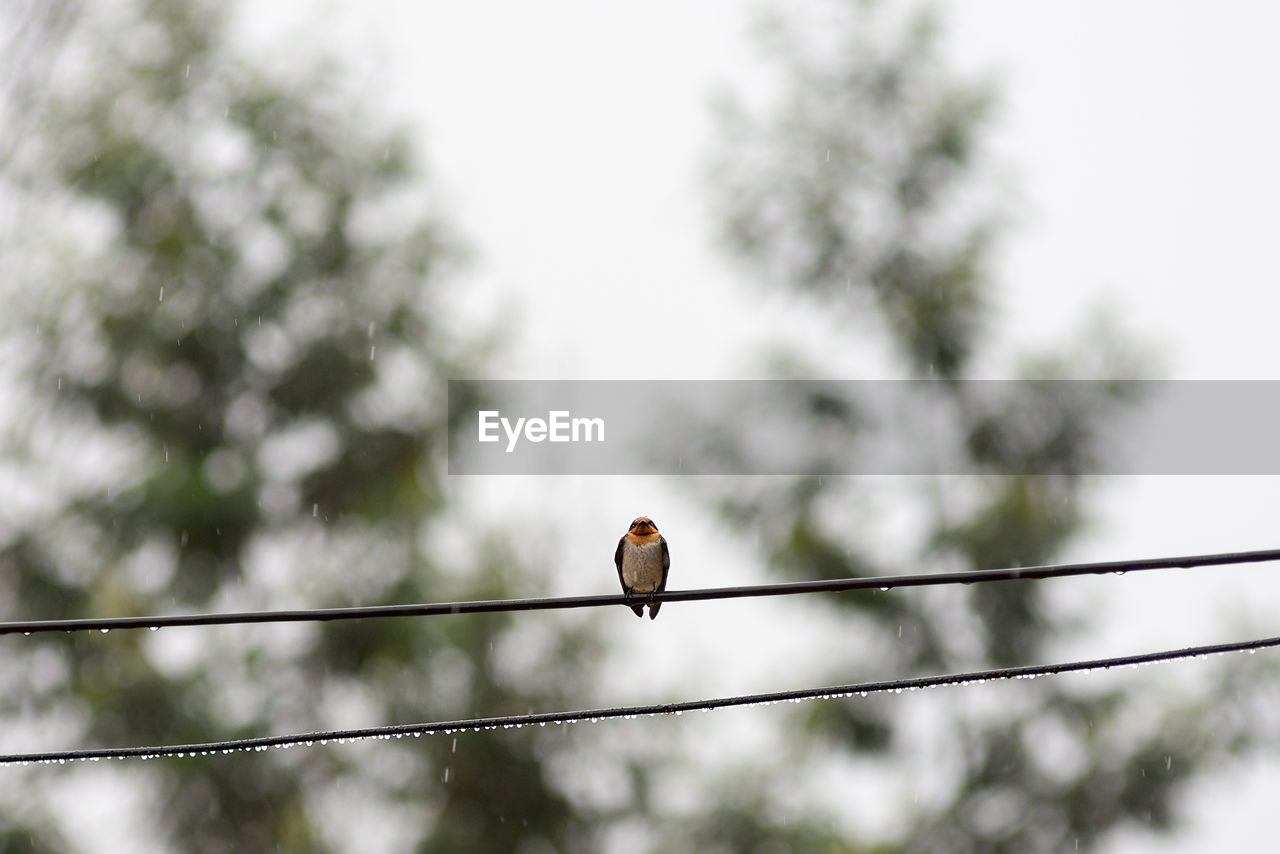 Low angle view of bird perching on wet cable against sky