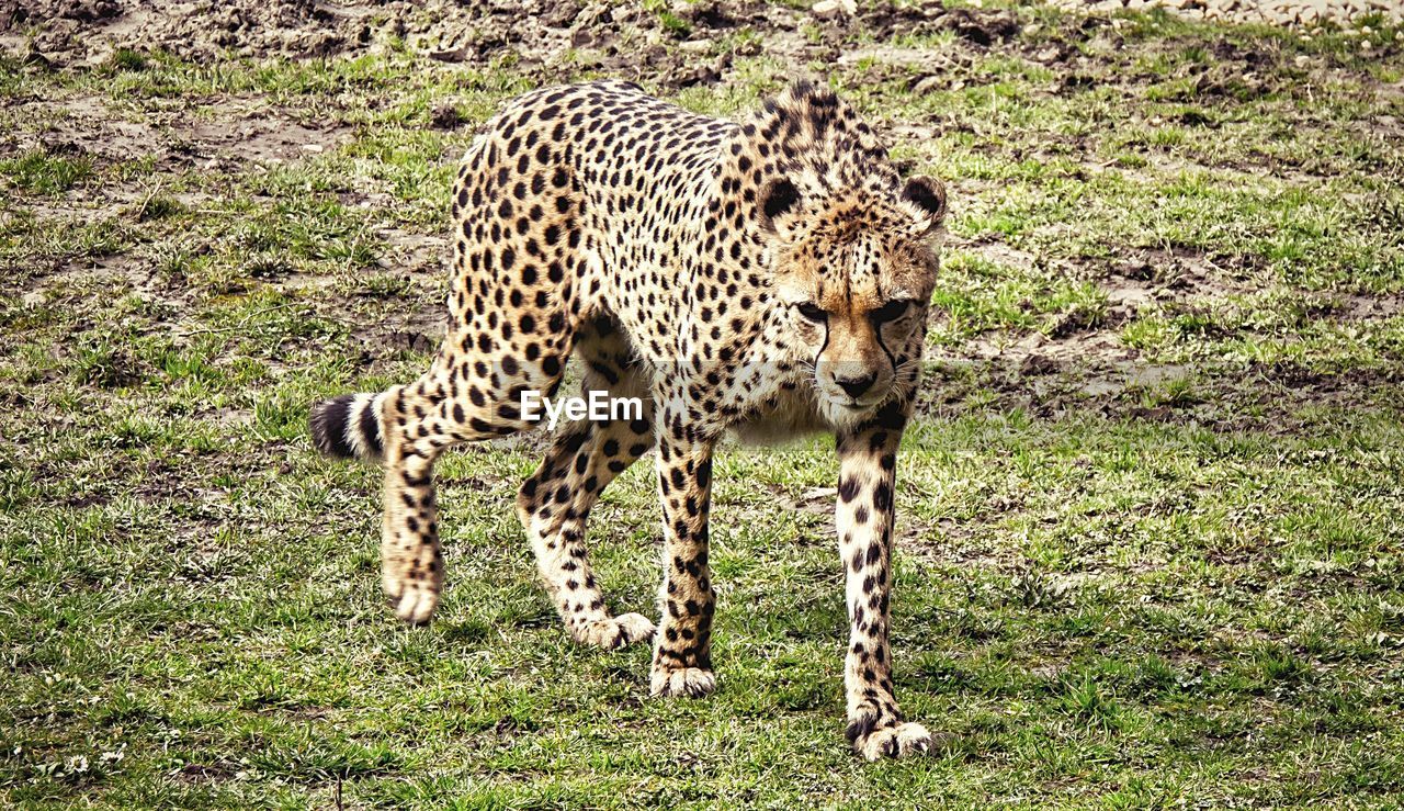 Leopard walking on field