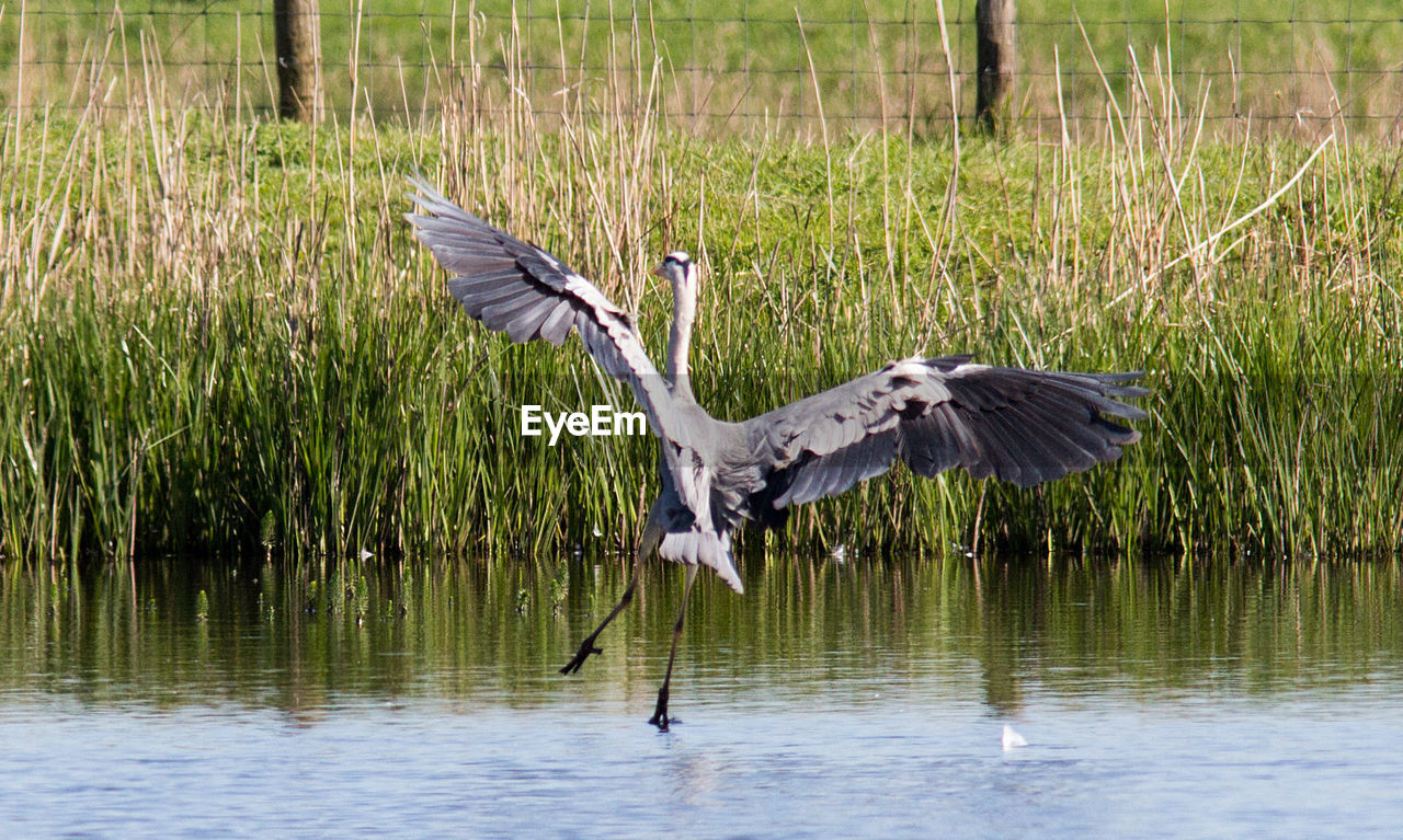 HERON FLYING OVER LAKE