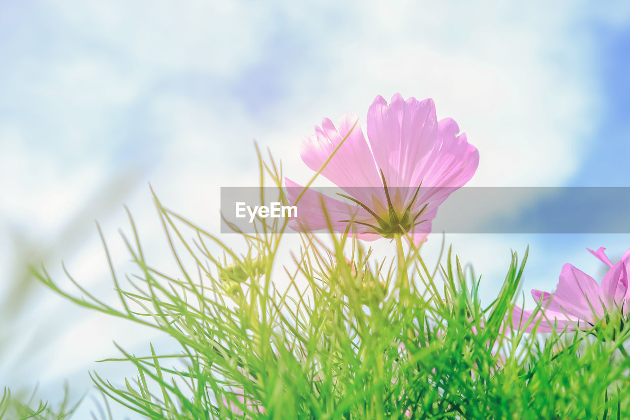 Cosmos flower with sky background, pink meadow flowers in summer. beautiful scenery in flower garden