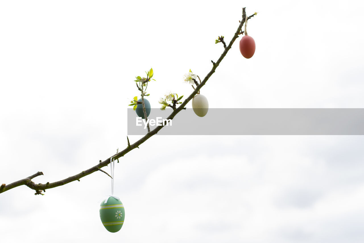 LOW ANGLE VIEW OF CHERRIES ON PLANT AGAINST SKY