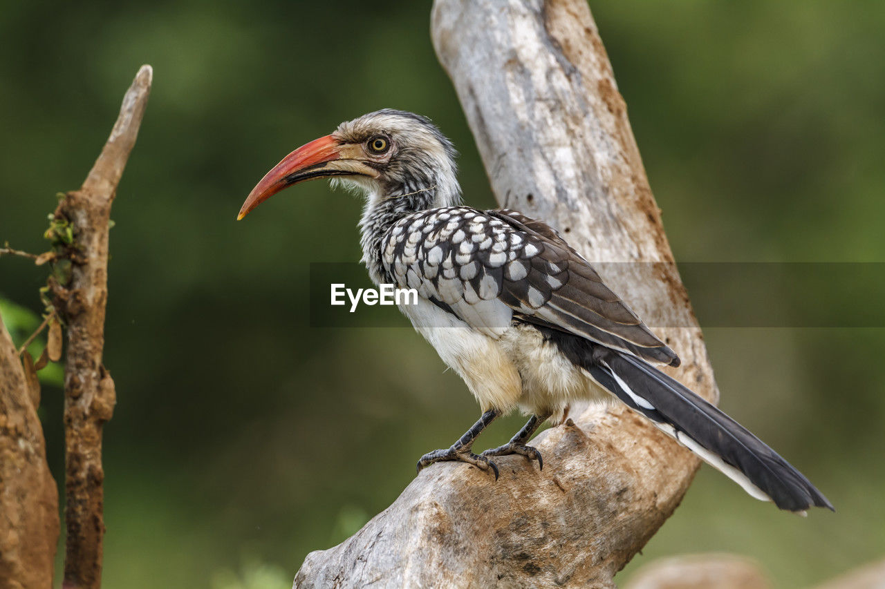 animal themes, animal, animal wildlife, bird, wildlife, one animal, beak, tree, perching, nature, branch, full length, plant, multi colored, focus on foreground, tree trunk, side view, trunk, pattern, green background, portrait, beauty in nature, close-up, no people, animal body part, colored background, outdoors, environment, sunbeam, looking at camera, sitting, selective focus, surface level, landscape, day, brown, black, red, wing, forest, standing, eating, wood