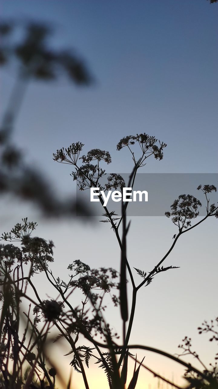 LOW ANGLE VIEW OF PLANTS AGAINST SKY