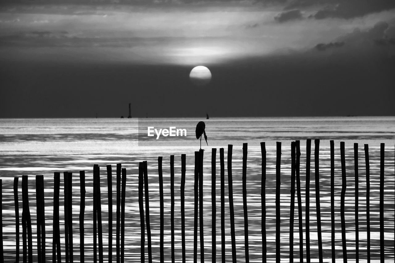 Black and white, pelicans stand on the branches with the big sunset or sunrise