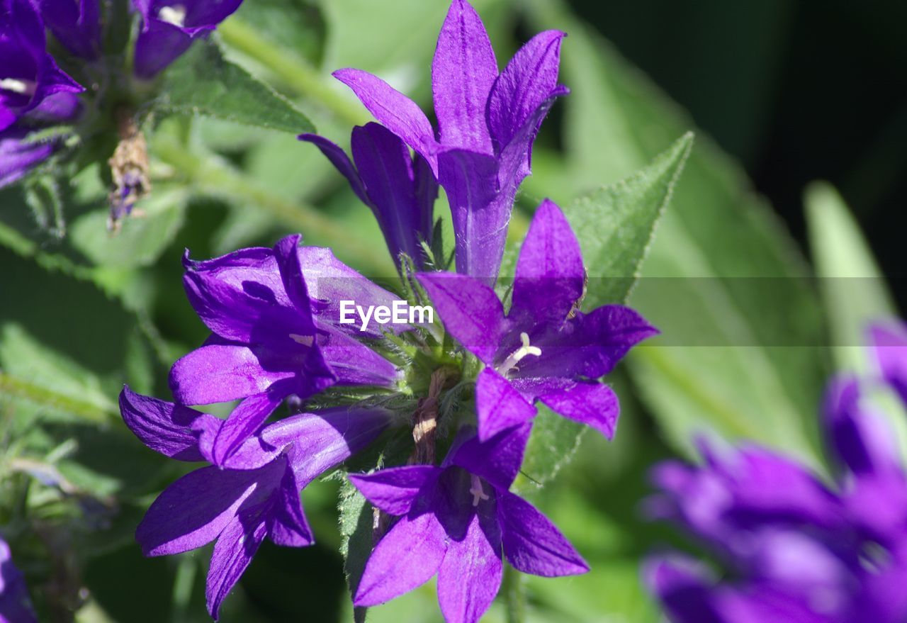 CLOSE-UP OF PURPLE FLOWER