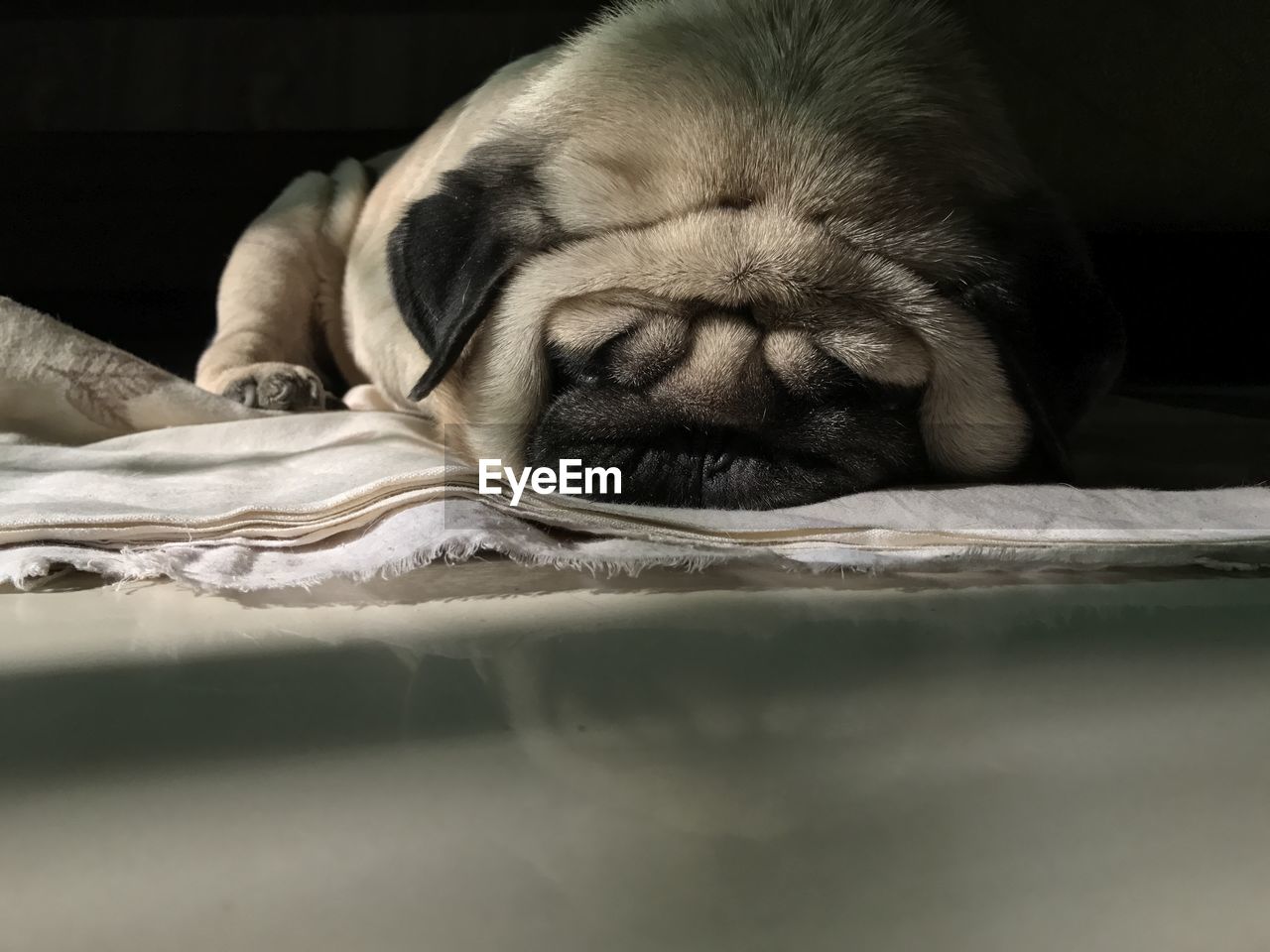 one animal, animal themes, animal, dog, pet, mammal, canine, domestic animals, relaxation, pug, sleeping, lap dog, resting, animal body part, lying down, eyes closed, no people, close-up, indoors, puppy, animal head, young animal