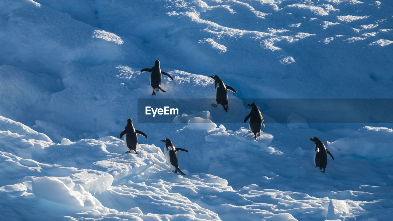 low angle view of birds flying over snow covered landscape