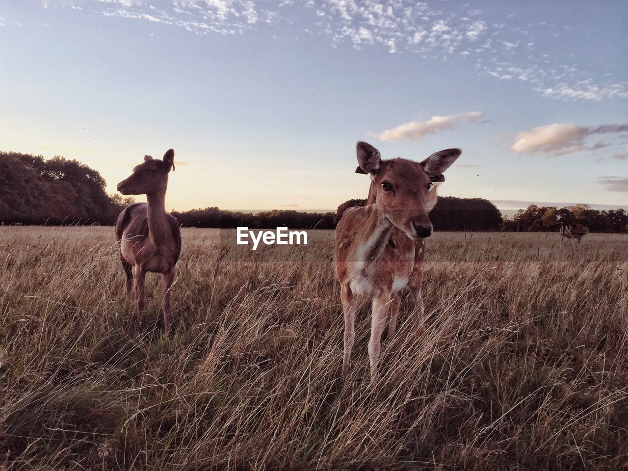 Deer standing in a field