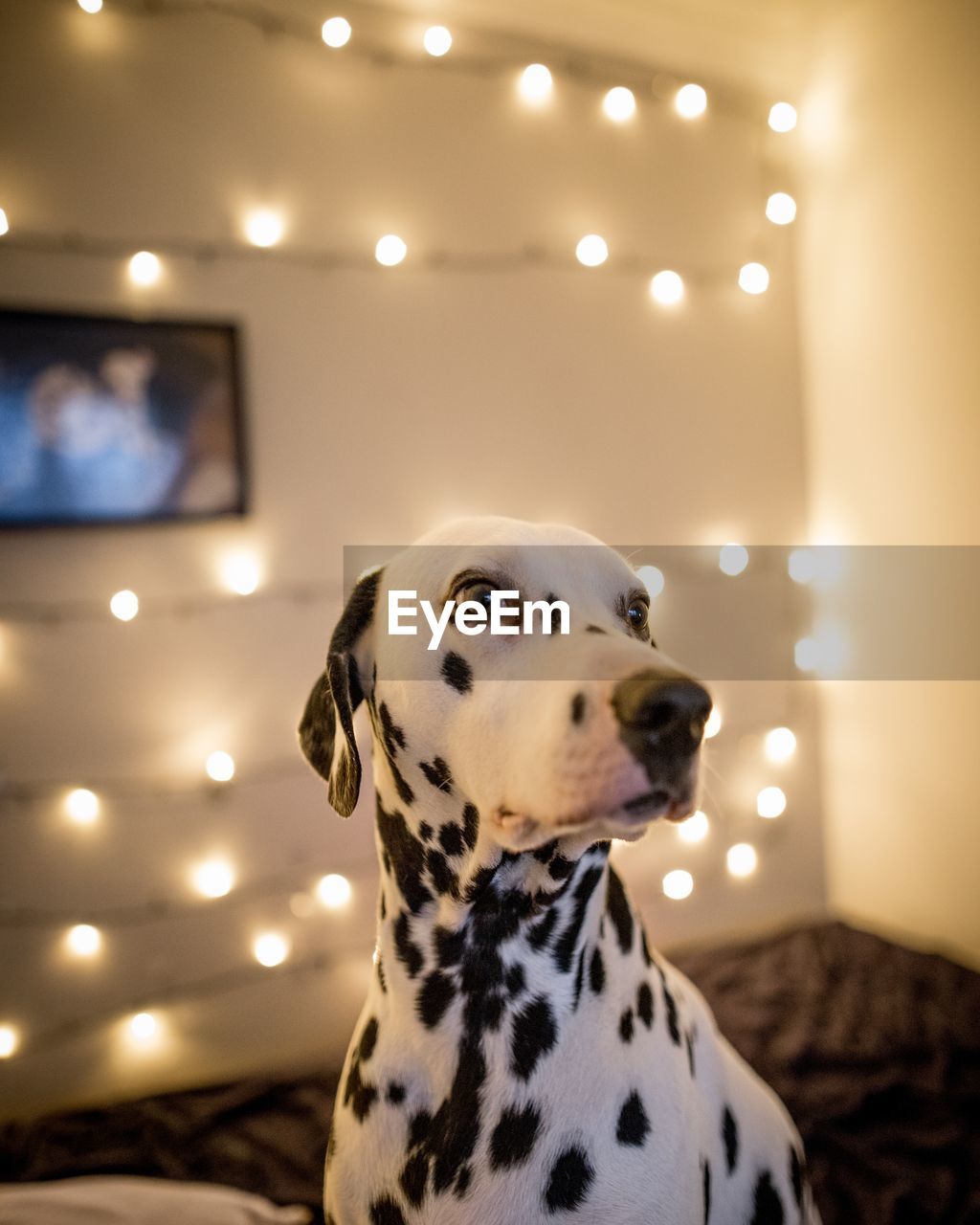 Close-up of dalmatian dog at home