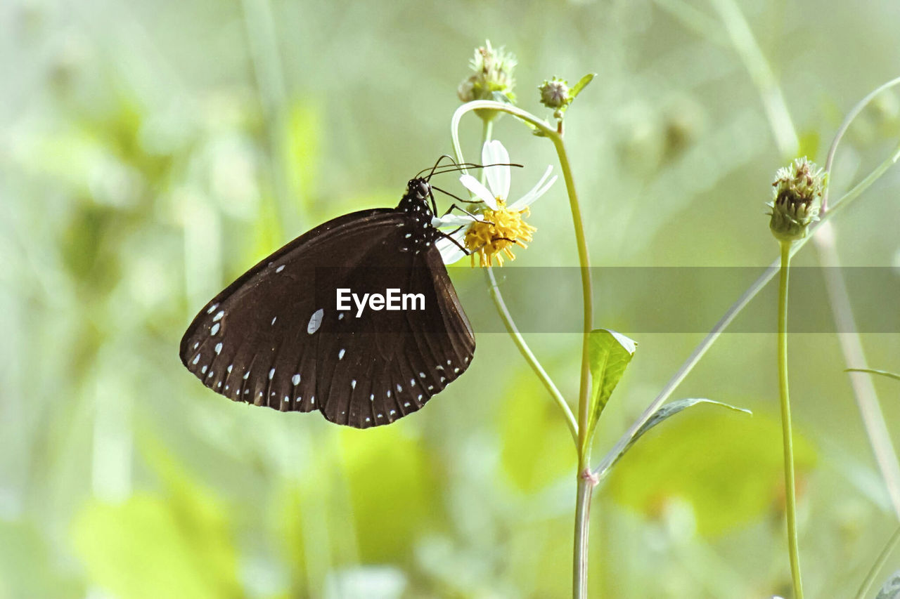 Close-up of butterfly pollinating flower