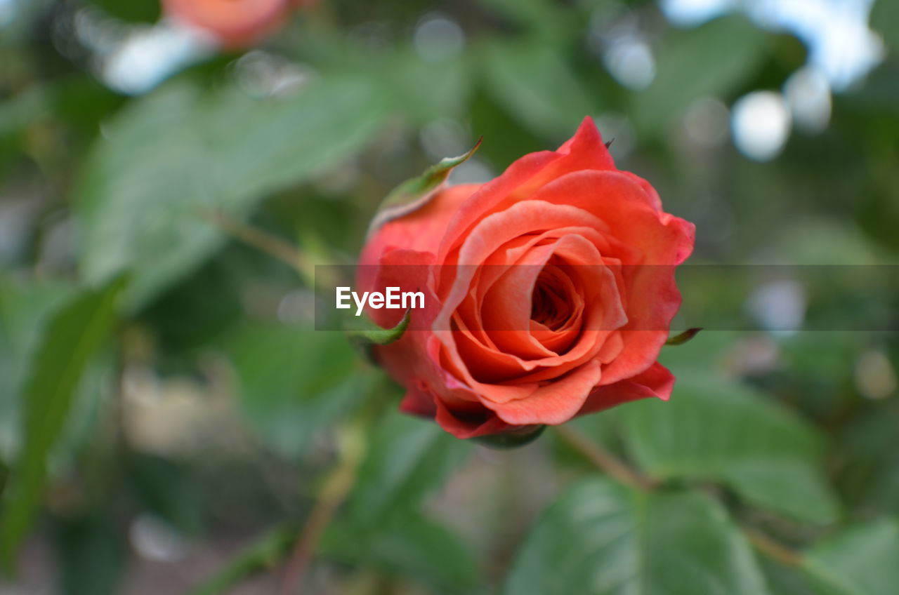 CLOSE-UP OF ROSE