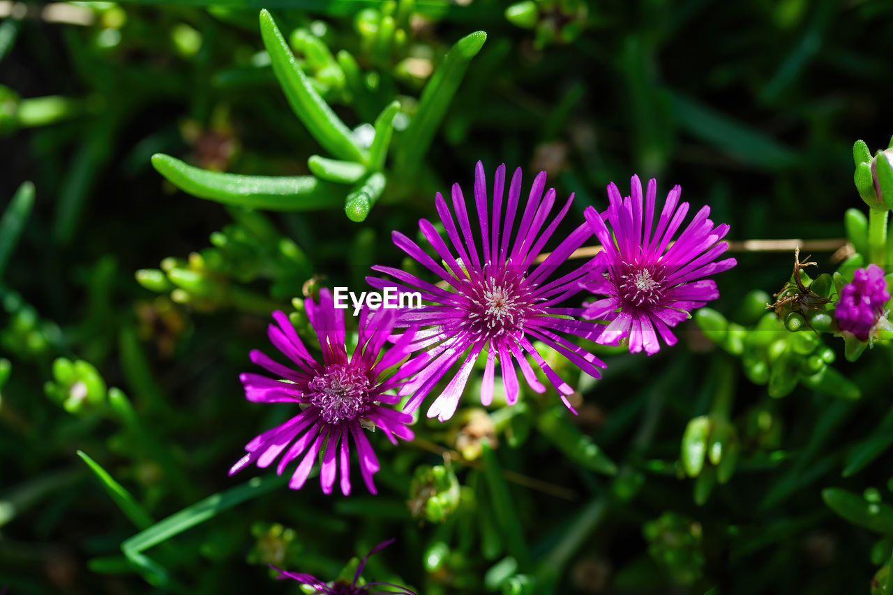 flower, flowering plant, plant, beauty in nature, freshness, nature, purple, close-up, medicine, ice plant, green, macro photography, summer, flower head, plant part, growth, grass, pink, vegetable, inflorescence, botany, animal wildlife, meadow, wildflower, leaf, no people, food and drink, food, multi colored, outdoor pursuit, garden, petal, magenta, outdoors, healthcare and medicine, alternative medicine, eco tourism, fragility, leaf vegetable, focus on foreground, botanical garden, herb, blossom, day, animal themes, sunlight, tourism, biology, pattern, travel destinations, nature reserve, animal