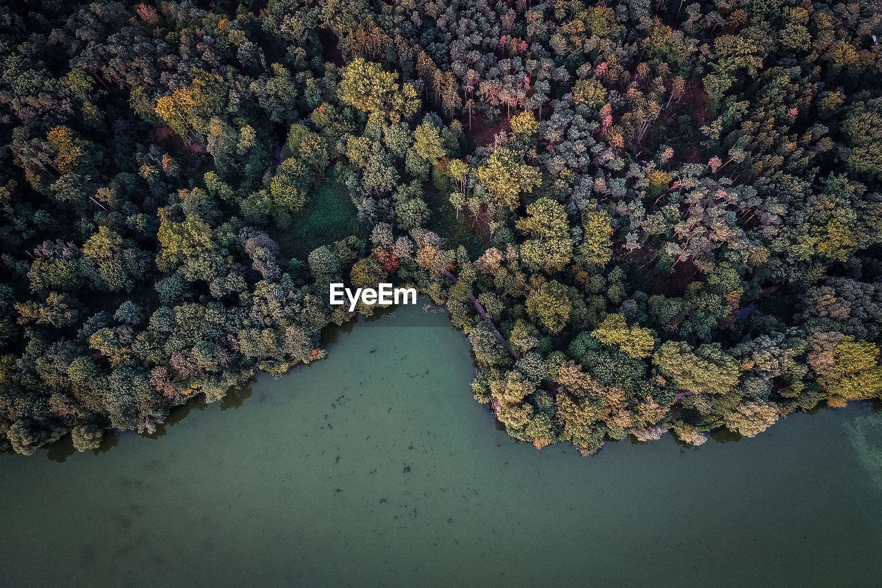 High angle view of trees by lake