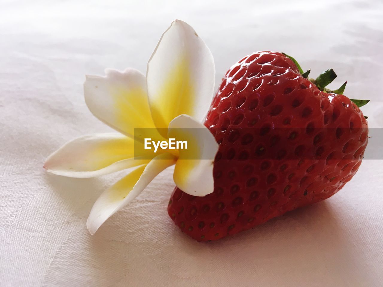 CLOSE-UP OF STRAWBERRY ON WHITE FLOWER
