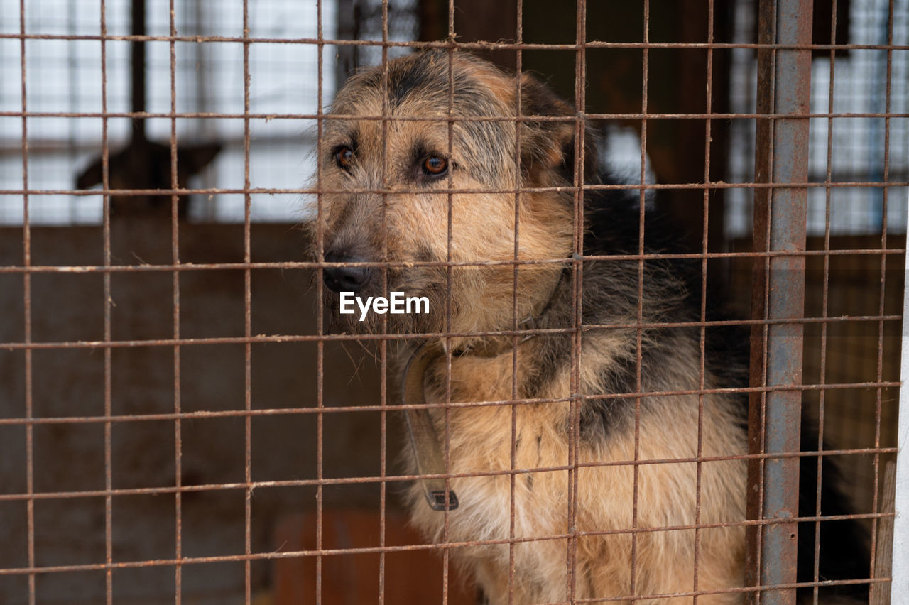 Homeless dog in a cage at a shelter. homeless dog behind the bars looks with huge sad eyes