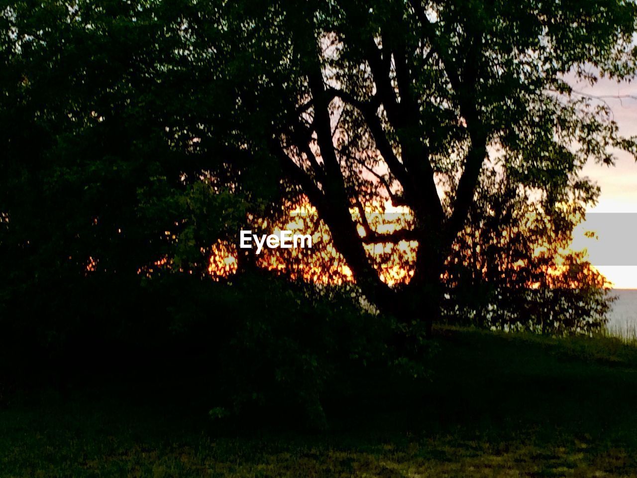 SILHOUETTE TREES ON FIELD DURING SUNSET