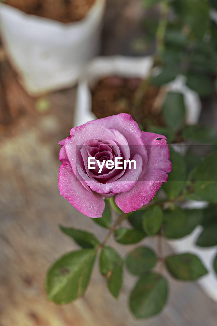 plant, flower, flowering plant, rose, freshness, beauty in nature, pink, nature, close-up, flower head, leaf, plant part, petal, inflorescence, no people, garden roses, fragility, high angle view, outdoors, focus on foreground, purple, wood