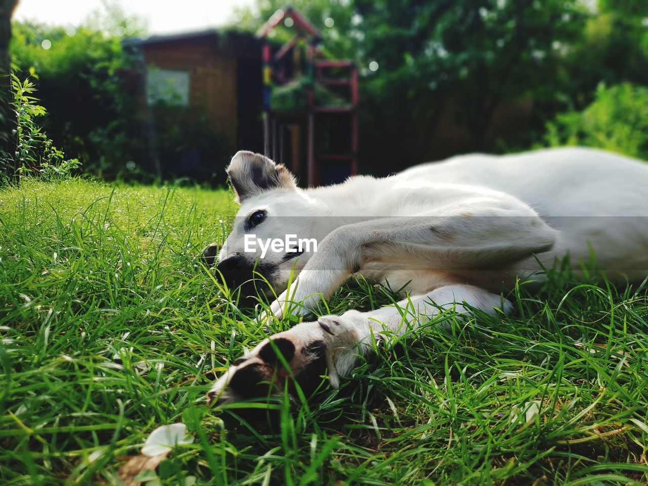 WHITE DOG RESTING ON FIELD