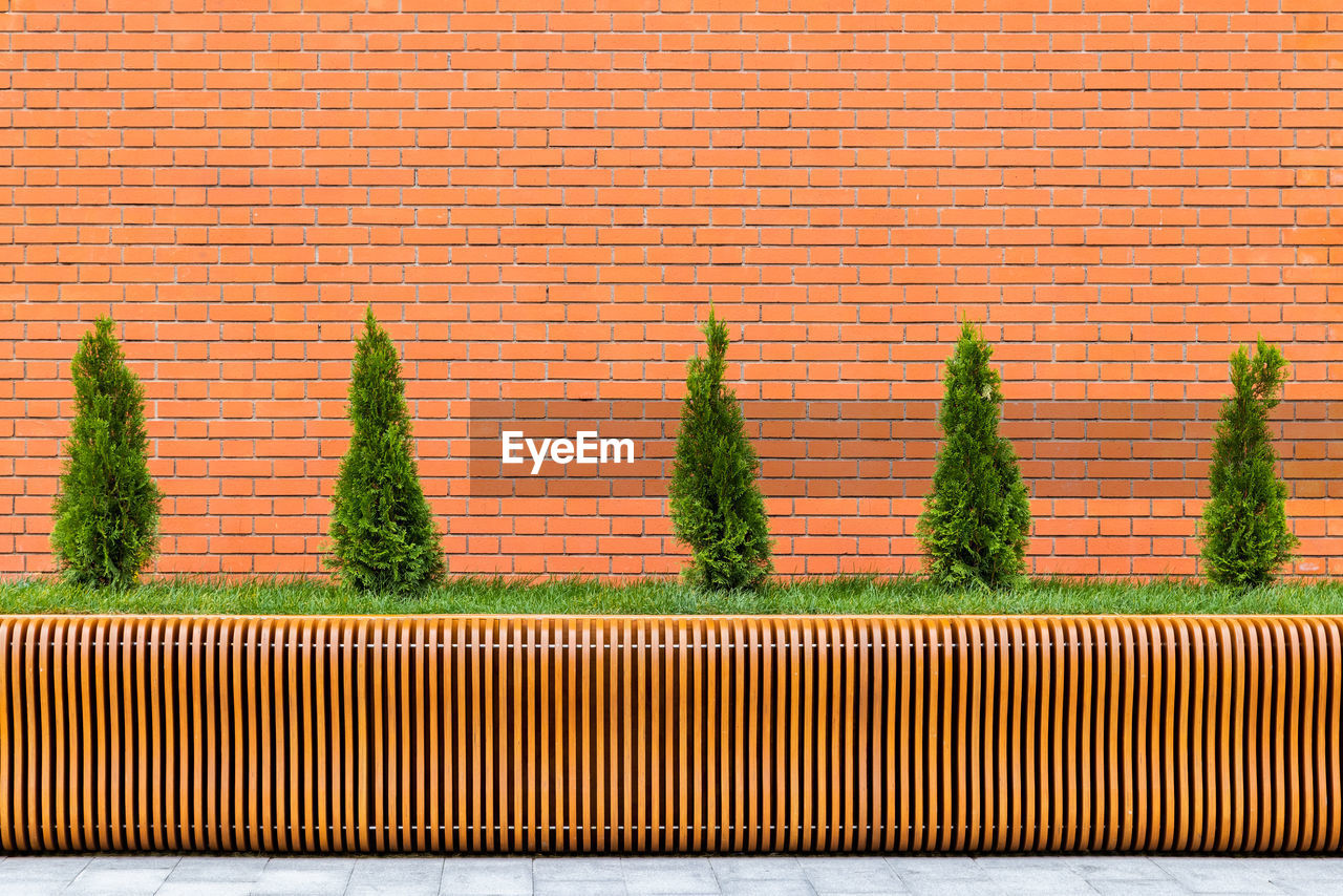 Row of five small conical thuja trees in front of red brick wall and parametric plywood bench